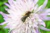 Osmia spinulosa